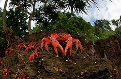 Red Crab Spawning - Christmas Island, Australia