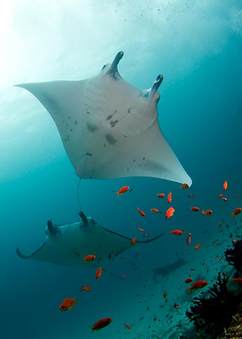 Mantas of the Maldives