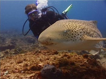 SCUBA diving is fun underwater. Go Diving!