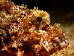 Scorpionfish