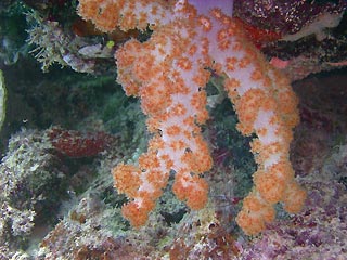 Soft Coral