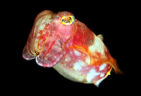 Cuttlefish