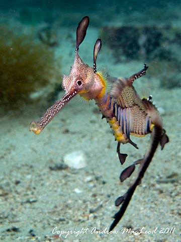 Weedy Sea Dragon