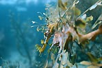 leafy sea dragon