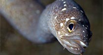 Garden Eel Close-up