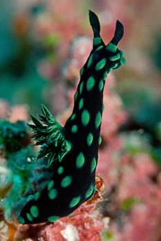 Nembrotha kubaryana. Taken after Tropical Cyclone Yasi hit the Great Barrier Reef, Queensland, Australia