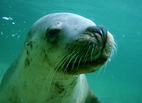 Sea Lion