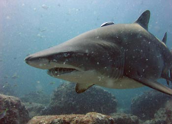 Grey Nurse Sharks, a threatened species. Photo by Richard Ling