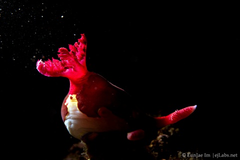 Snooted Nudibranch