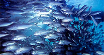 Fish Stream