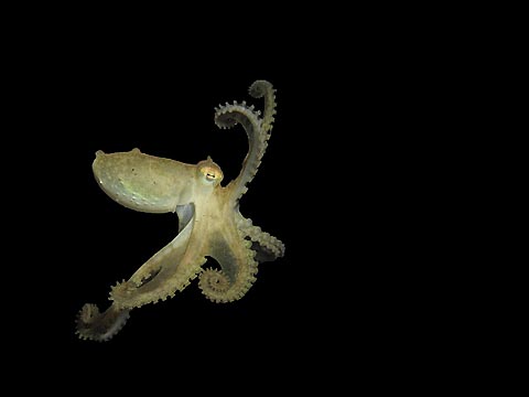 Dancing Octopus