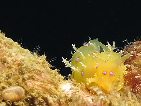 Yellow Sea Hare