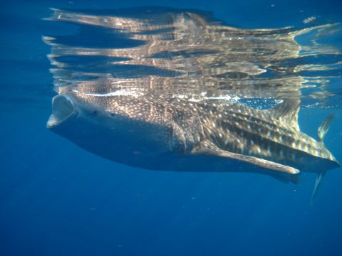 Hungry Whaleshark