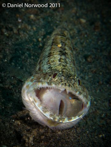 Lizardfish Lunch