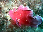 Leafy Scorpionfish