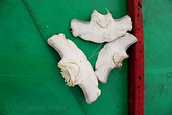 Hammerhead Shark heads severed by illegal fishing boat. Misool Eco Resort, Raja Ampat, Indonesia