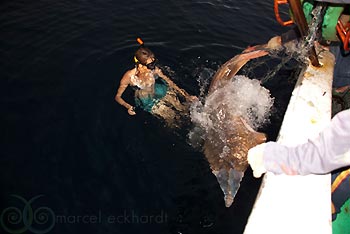 Shovelnose Ray entangeled in the nets of an illegal fishing boat. Misool Eco Resort, Raja Ampat, Indonesia