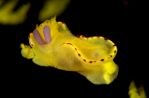 Micro Nudibranch with Parasite