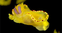 Micro Nudibranch with Parasite
