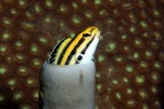 Fangblenny Portrait