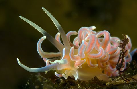 Phyllodesmium serratum