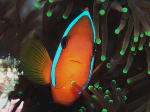 Anemone fish