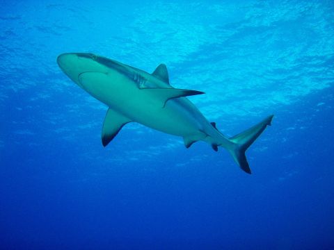 Grey Reefshark