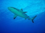 Grey Reefshark