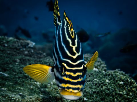 Sweetlips Posing