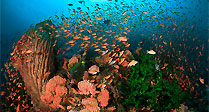 Anthias garden