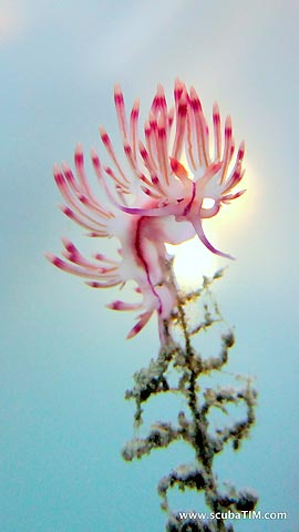 Sunset behind Nudibranch