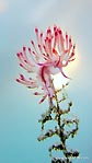 Sunset behind Nudibranch