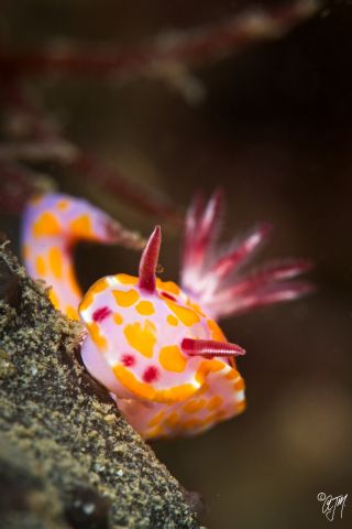 Sweet Ceratosoma