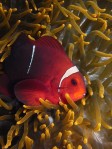 Anemonefish portrait