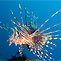 Lionfish