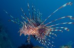 Lionfish