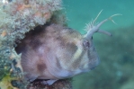 Blenny