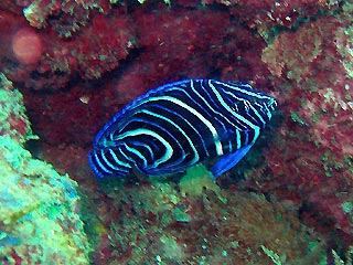 Juvenile Angelfish