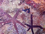 Sea Stars with Nudibranch