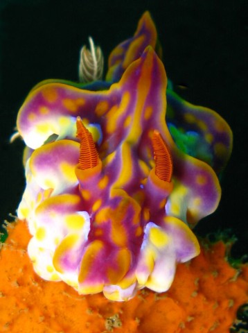 Ceratosoma magnifica