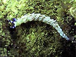 Nudibranch at Merimbula