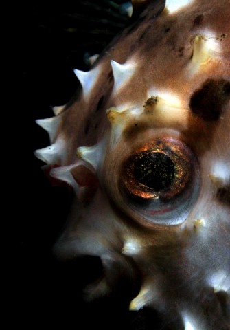 Pufferfish Portrait