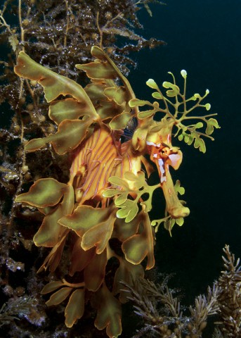 Leafy Sea Dragon