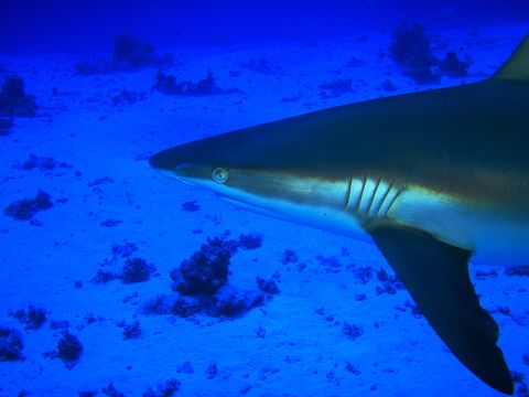 Grey Reef Shark