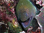 Giant Moray Eel