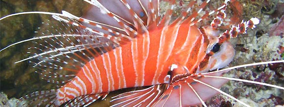 Lionfish