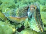 Giant Cuttlefish