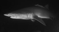 Grey Nurse Shark
