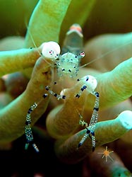 A commensal shrimp, Oro, Papua New Guinea