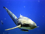 Leopard Shark at Julian Rocks, Byron Bay